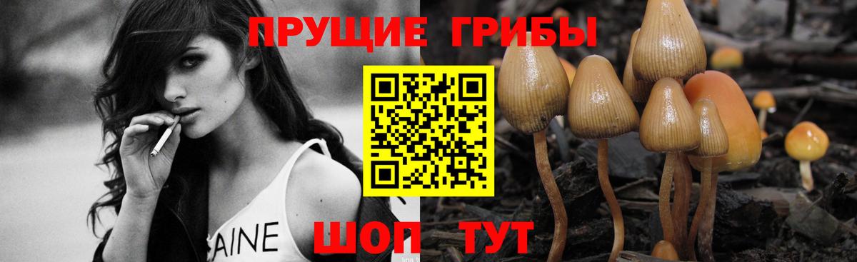 Кирово-Чепецк  Псилоцибиновые грибы Magic Shrooms  Вход с VPN 